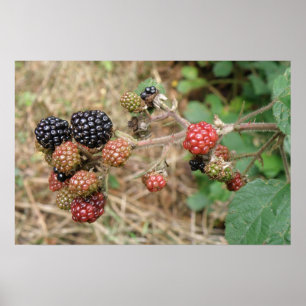 Blackberry Bonanza Print