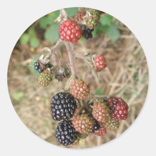 Blackberry Bonanza Stickers