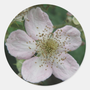 Blackberry Flower Macro Sticker