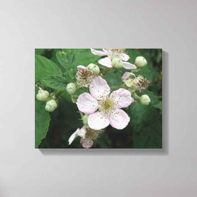Blackberry Flowers Canvas Print (Front)