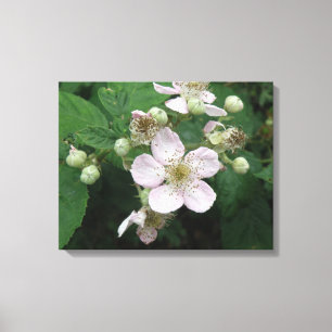 Blackberry Flowers Canvas Print