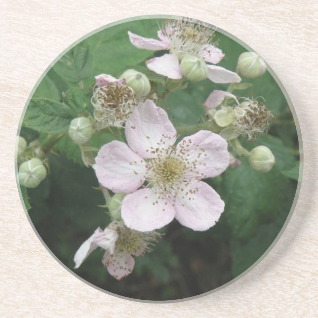 Blackberry Flowers Coasters (Front)