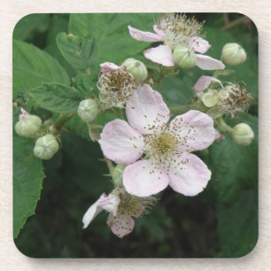 Blackberry Flowers Cork Coaster