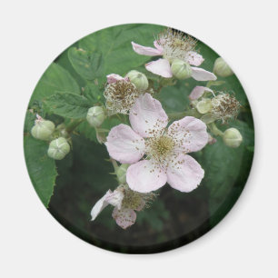 Blackberry Flowers Magnet