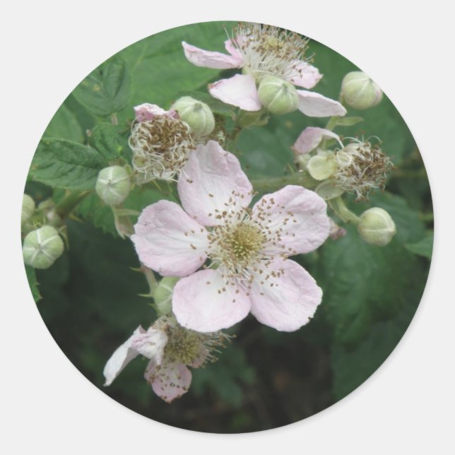 Blackberry Flowers Sticker (Front)