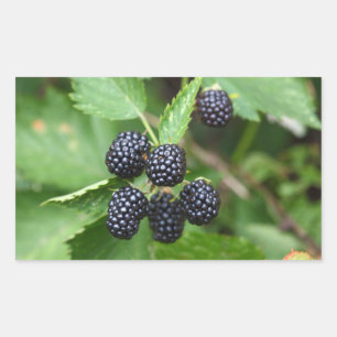 Blackberry Juicy Summer Fruit Gardener Gardening Sticker