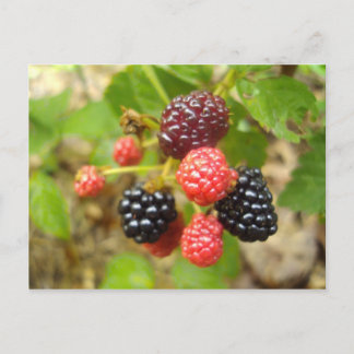 Blackberry Postcard