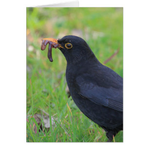 Blackbird