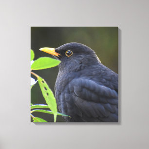 Blackbird Canvas Print