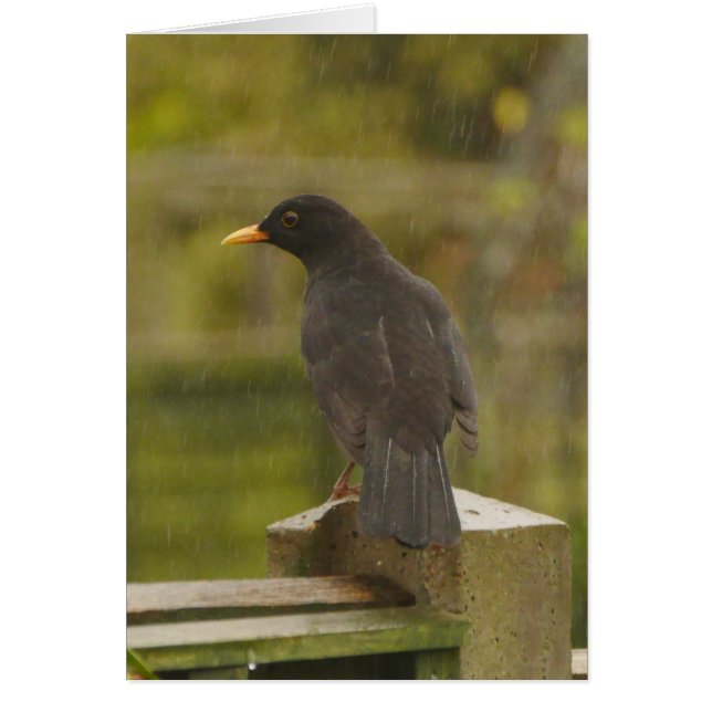 Blackbird Card (Front)