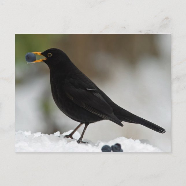 Blackbird eating grapes in snow postcard (Front)