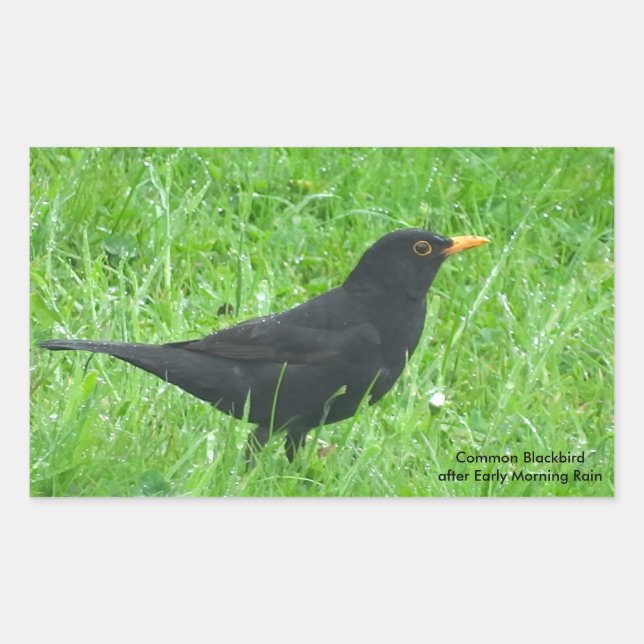 Blackbird image for Rectangle Stickers, Glossy Sticker (Front)