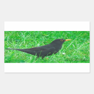 Blackbird image for Rectangle Stickers, Glossy Sticker