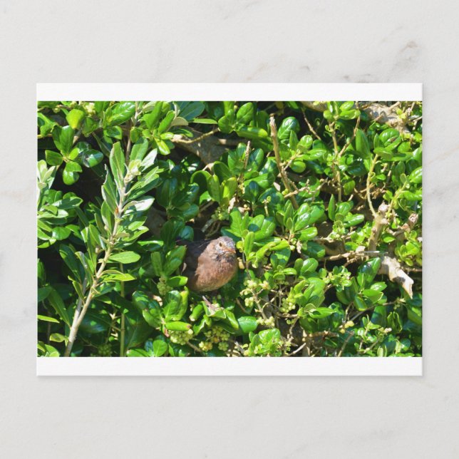 Blackbird in a laurel bush postcard (Front)