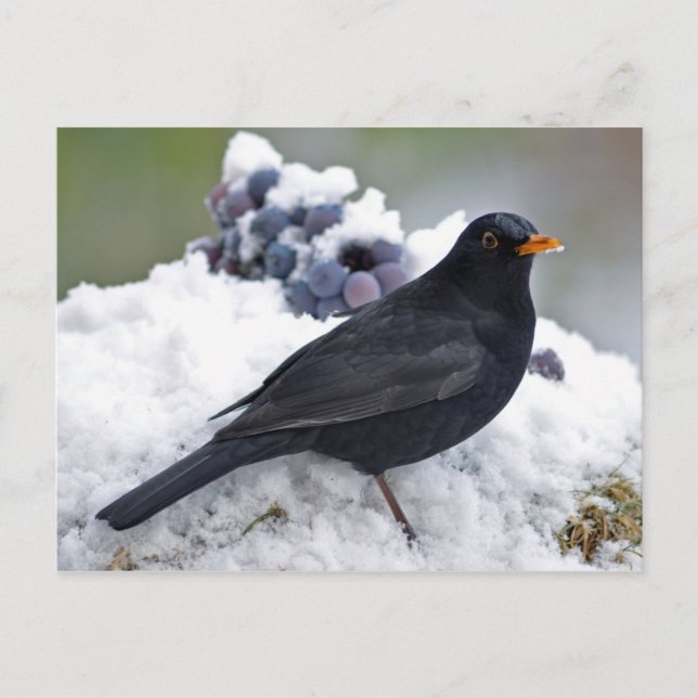 Blackbird in snow postcard (Front)