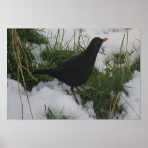 Blackbird in the snow Print