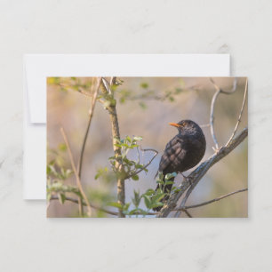 Blackbird Nature Photo Card