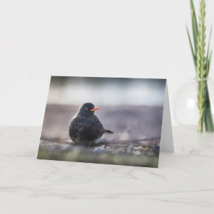 Blackbird Nature Photo Card