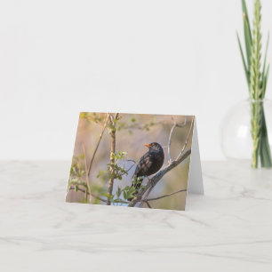 Blackbird Nature Photo Card