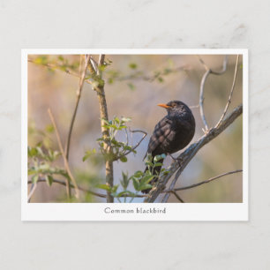 Blackbird Nature Photo Postcard