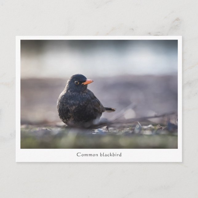 Blackbird Nature Photo Postcard (Front)