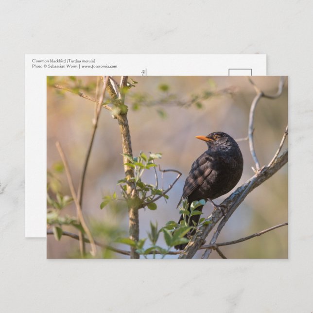 Blackbird Nature Photo Postcard (Front/Back)
