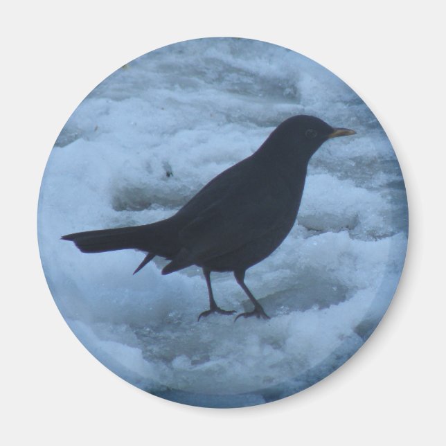 Blackbird on ice Magnet (Front)
