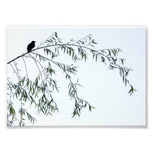 Blackbird On Willow Photo Print