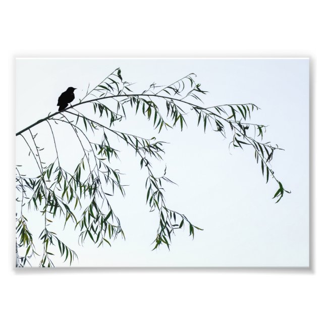 Blackbird On Willow Photo Print (Front)