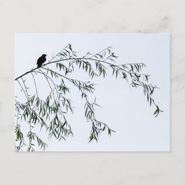 Blackbird On Willow Postcard (Front)