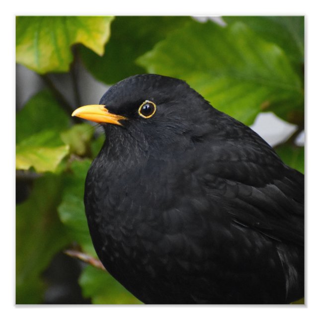 Blackbird  photo print (Front)