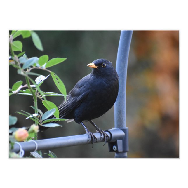 Blackbird  photo print (Front)