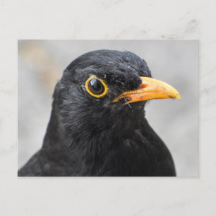 Blackbird  postcard
