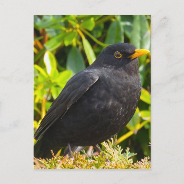 Blackbird Postcard (Front)