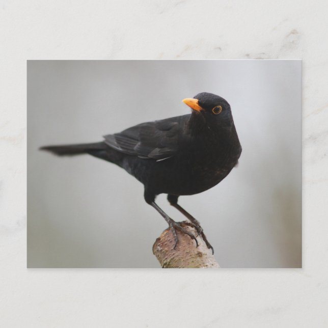 Blackbird postcard (Front)