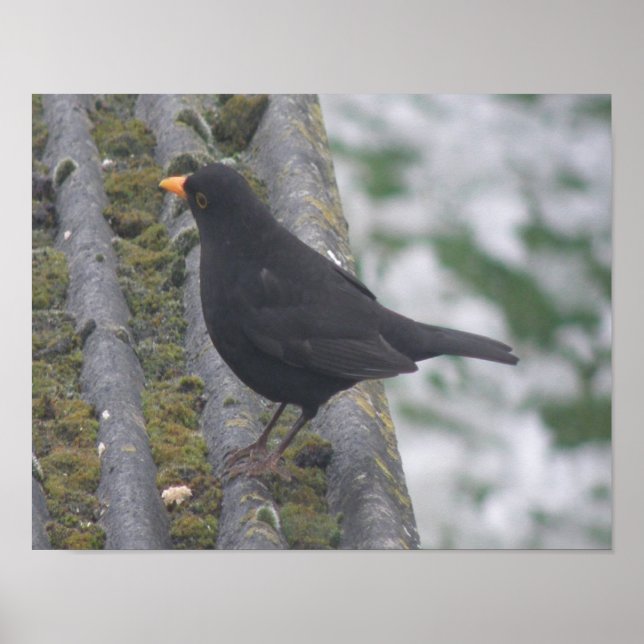 Blackbird Print (Front)