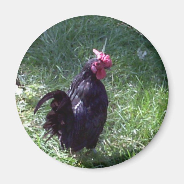 Blackbird the Rooster Magnet (Front)