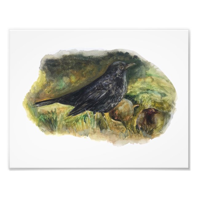 Blackbird Watercolour print by Marie Anne Art  (Front)