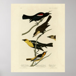 Blackbirds and Oriole, Audubon's Birds of America Poster