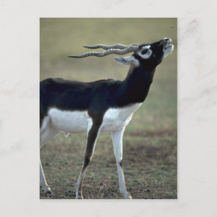 Blackbrush antelope postcard