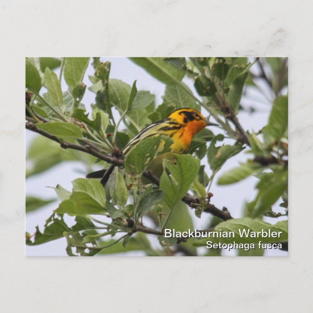 Blackburnian Warbler Postcard (Front)