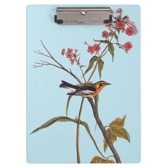 Blackburnian Warbler Vintage Audubon Songbird Art Clipboard (Front)