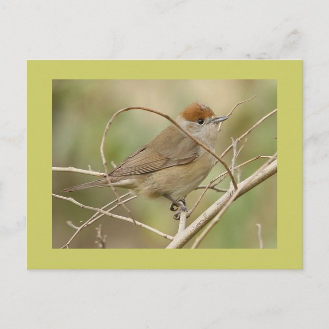 Blackcap Postcard (Front)
