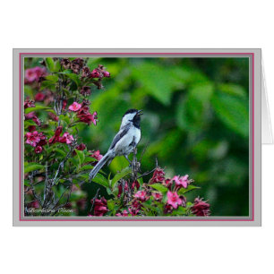 Blackcapped Chickadee