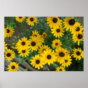 Blacked Eyed Susan Poster/Print  Bordered Poster