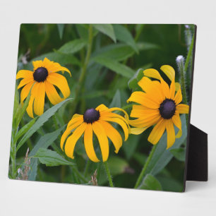 Blackeyed Susan Plaque
