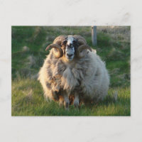 Blackface Sheep, Isle of Lewis, Outer Hebrides, Sc
