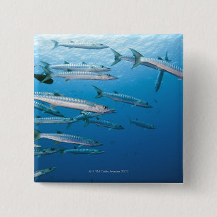 Blackfin Barracuda 2 Inch Square Button