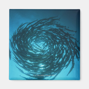 Blackfin barracuda swimming in circles magnet