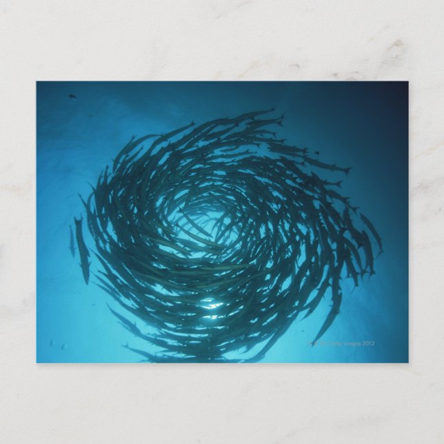 Blackfin barracuda swimming in circles postcard (Front)